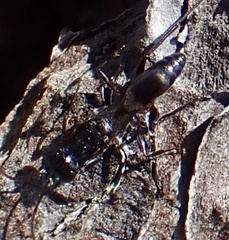 Ampulex canaliculata