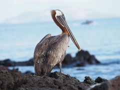 Pelecanus occidentalis urinator