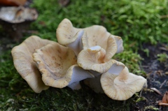 Cerioporus leptocephalus