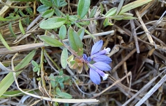 Polygala serpyllifolia