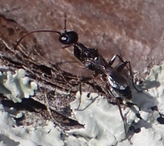 Ampulex canaliculata