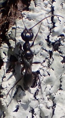 Ampulex canaliculata