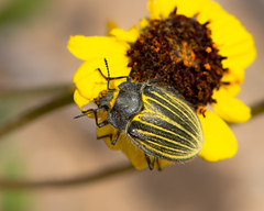 Geoborus rugipennis