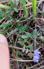 Polygala serpyllifolia