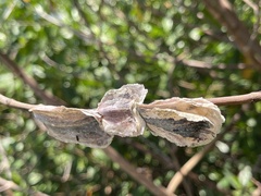 Isognomon alatus