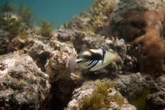 Rhinecanthus aculeatus