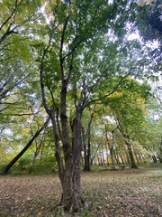 Acer pictum