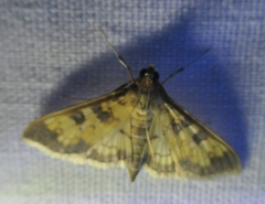 Diacme elealis