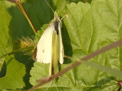 Pieris rapae