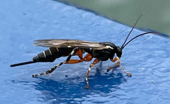 Itoplectis conquisitor