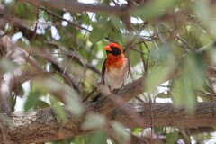 Anaplectes rubriceps