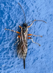 Itoplectis conquisitor