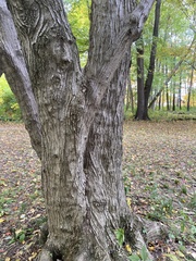 Acer pictum