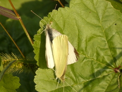 Pieris rapae