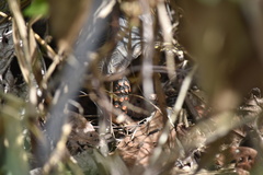 Chelonoidis carbonarius