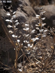 Alyssum strigosum