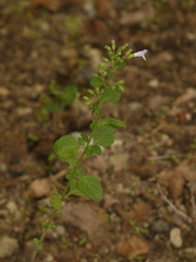 Clinopodium nepeta