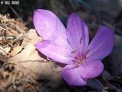 Colchicum feinbruniae