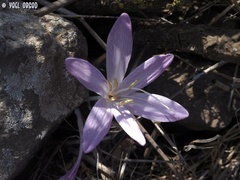 Colchicum feinbruniae