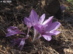Colchicum feinbruniae