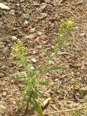 Erigeron sumatrensis