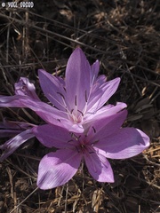 Colchicum feinbruniae