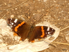 Vanessa atalanta