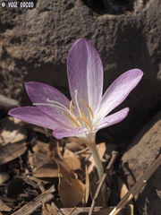 Colchicum feinbruniae