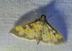 Diacme elealis