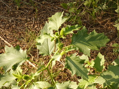 Datura stramonium