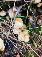 Hygrophorus chrysodon