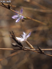 Dianthus polycladus