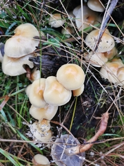 Hygrophorus chrysodon