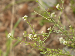 Lepidium