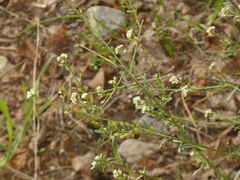 Lepidium