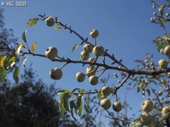 Pyrus syriaca