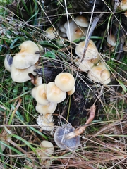 Hygrophorus chrysodon