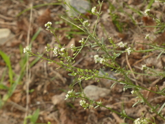 Lepidium