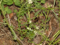 Lepidium
