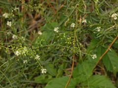 Lepidium