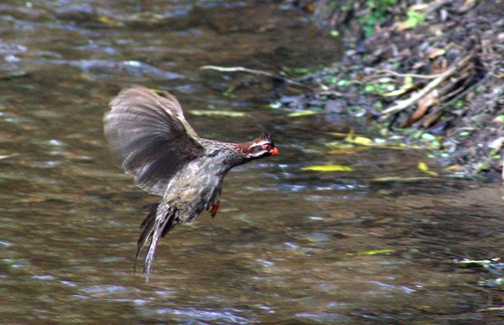 Codorniz-coluda neovolcánica (Aves de las zonas alpinas del Parque ...