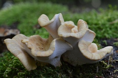 Cerioporus leptocephalus