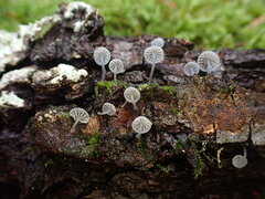 Mycena pseudocorticola