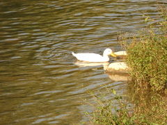 Anas platyrhynchos domesticus