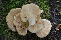 Cerioporus leptocephalus