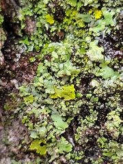 Xanthomendoza fallax