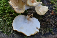 Cerioporus leptocephalus