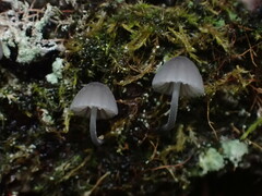 Mycena pseudocorticola