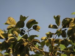Handroanthus ochraceus