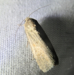 Spodoptera eridania